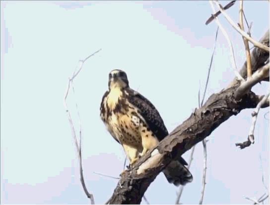 老鹰克星霸王鸟,老鹰最惧怕的必胜鸟