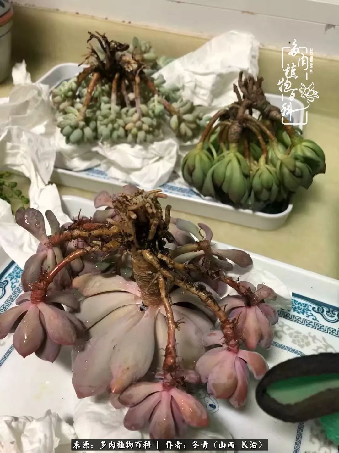 阳台养多肉徒长怎么办,阳台养多肉养殖方法和注意事项