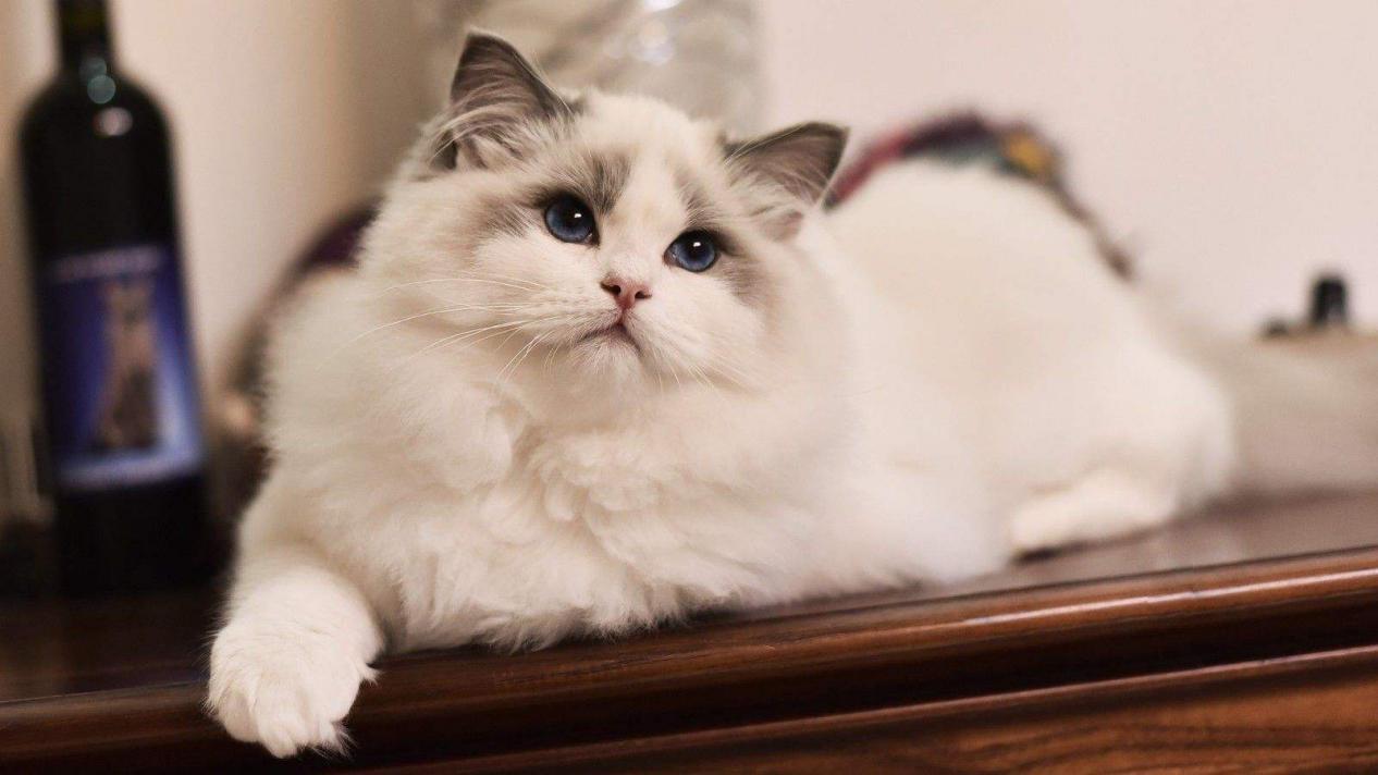 猫咪膀胱炎需要阻止舔尿道口吗,猫咪得了膀胱炎怎么办