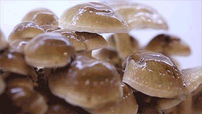 没有什么是一顿火锅解决不了图片,没有一顿火锅解决不了事免费观看