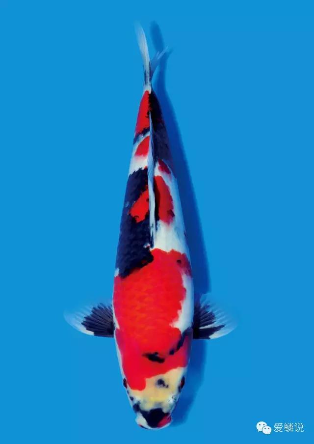 锦鲤得小瓜虫治愈后还会得吗,锦鲤得了小瓜虫病怎么治疗