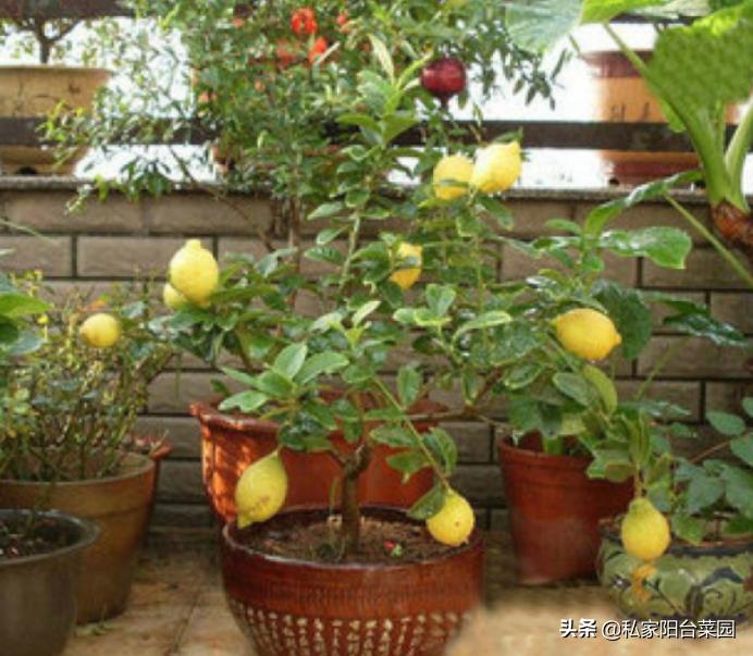 阳台种一年四季都可以吃的水果,阳台种水果首选这5种