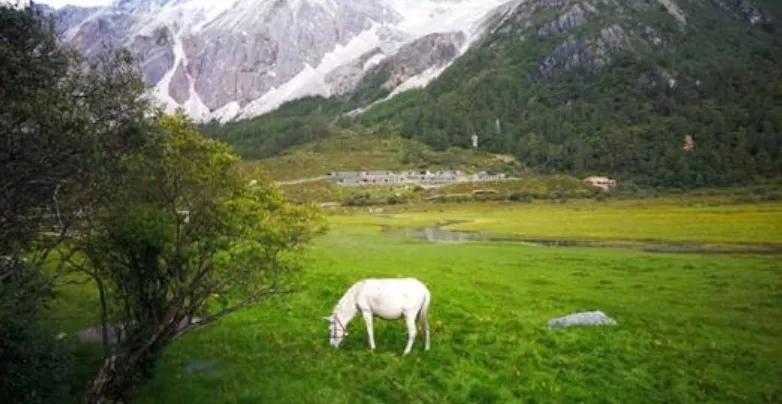 今日解字「匹」:马匹、布匹为什么都用“匹”字来组词呢?