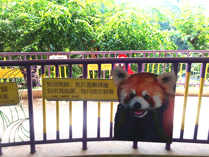 哪里有大熊猫动物园,国宝级大熊猫动物园