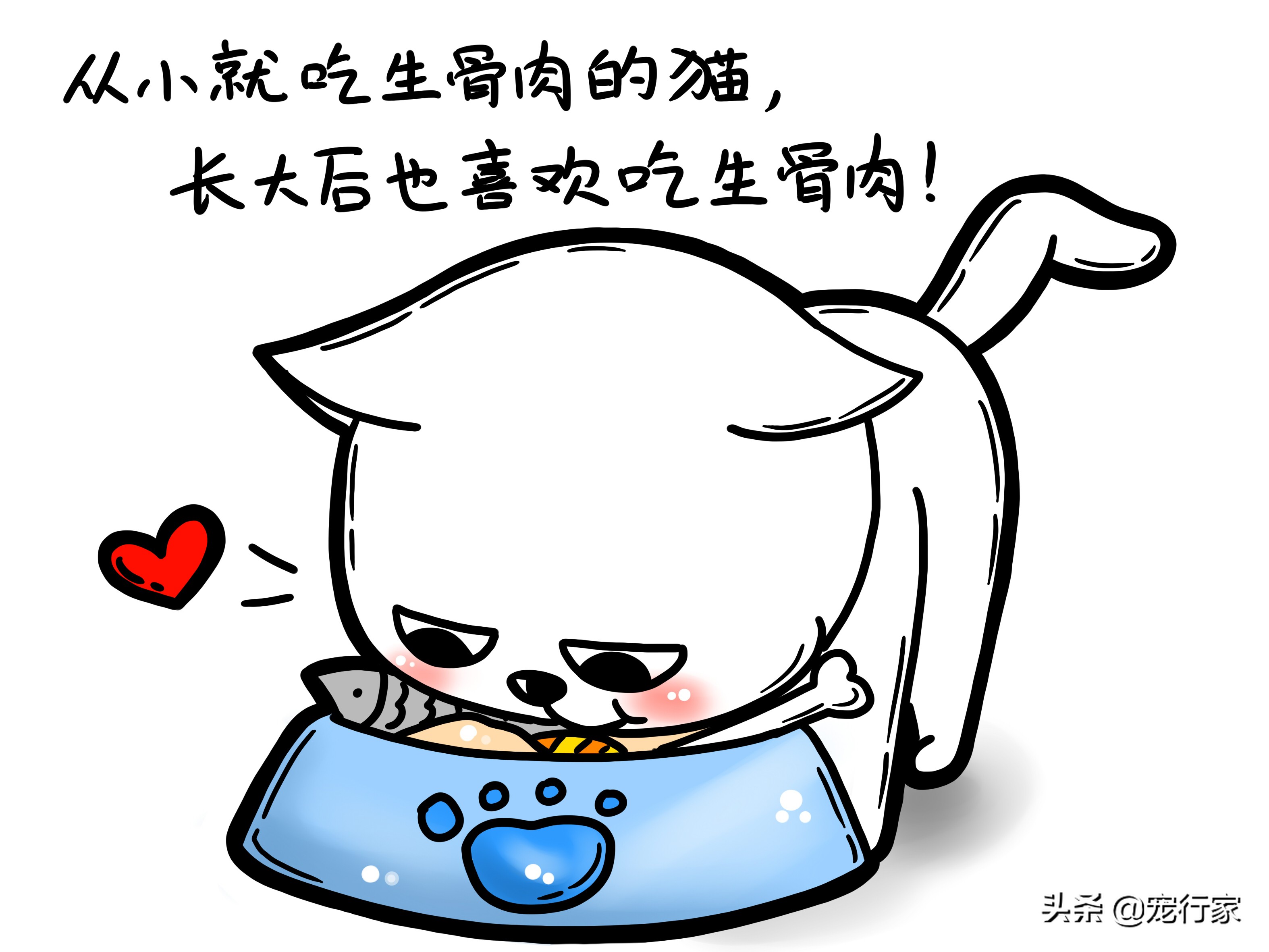 生骨肉猫吃得少,猫粮生骨肉的喂养方法