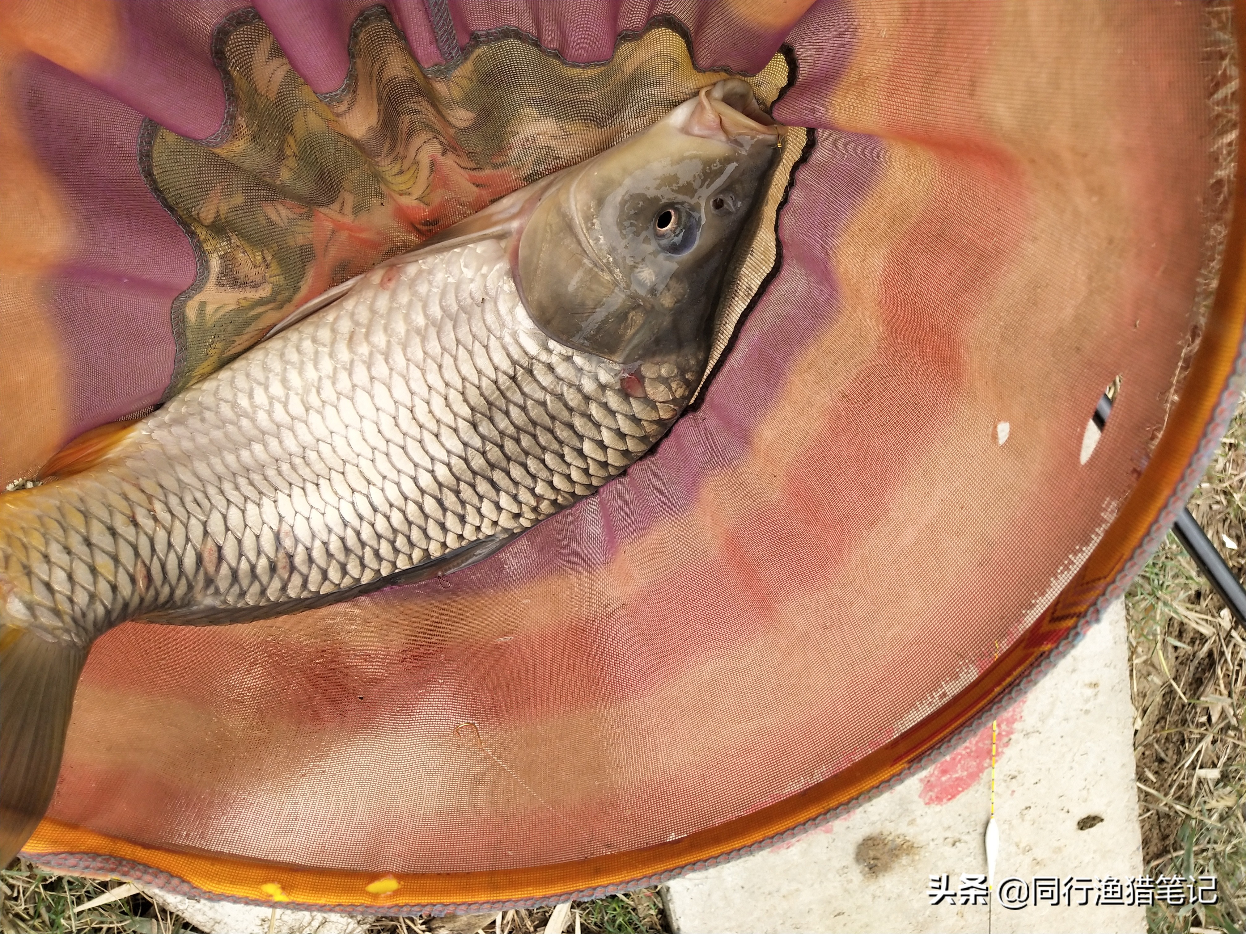 辟谣：用细线钓鱼就是细线钓法？不尽然，细线钓法只是相对概念