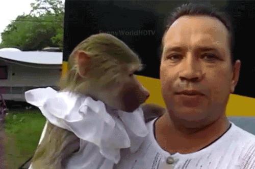 龙眼眼菩提,龙眼菩提和凤眼菩提有什么区别