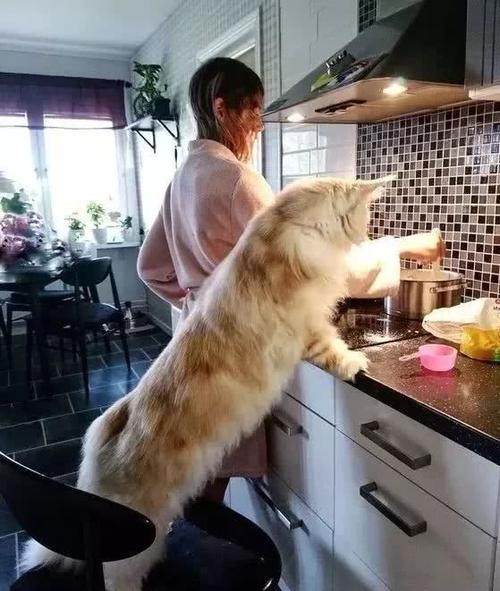 缅因猫拉屎有血,缅因猫拉屎怎么这么臭