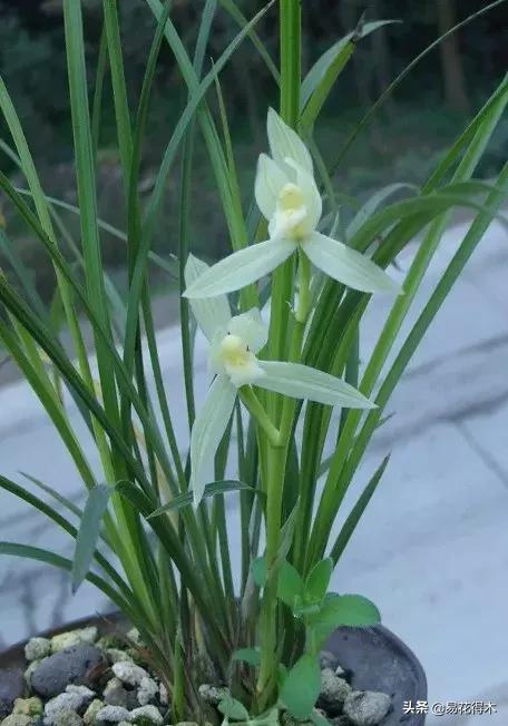 兰花春兰四大名品,兰花十大名品是哪些