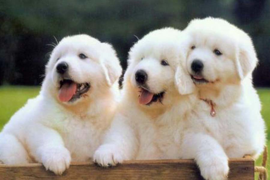 大白熊犬有多可爱,大白熊的特点和缺点