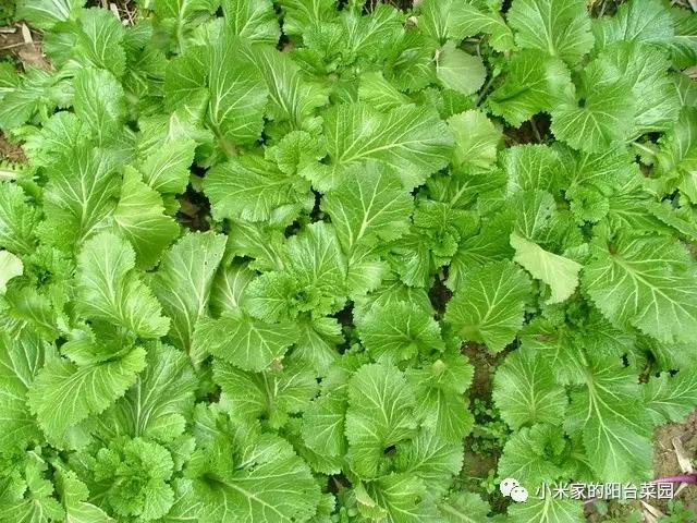 别墅菜园适合种什么菜,适合懒人种的阳台菜