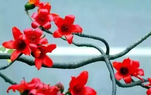 全国56个城市市花一览,56个市的市花