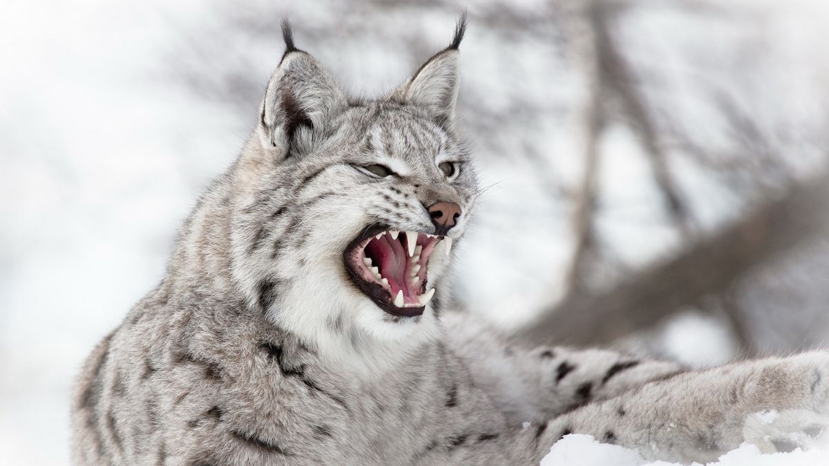 当狼遇到真正的狼时,当狼遇到真正的哈士奇