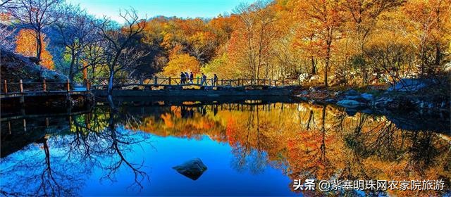 梨木台景林农家院,梨木台景林农家院直播