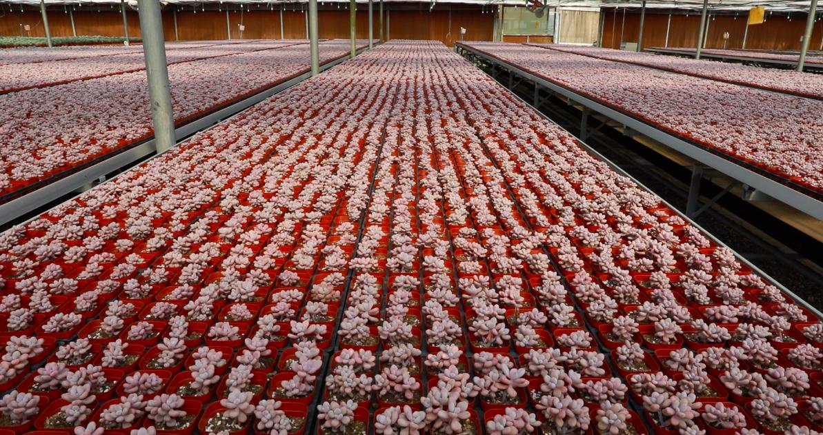 多肉植物滞销怎么养,多肉植物降价快的原因