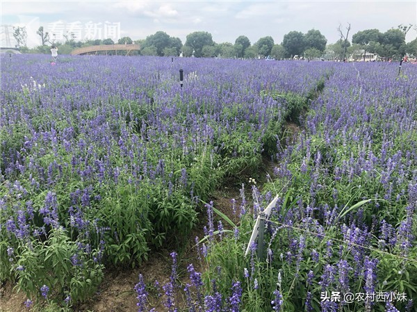 最大的薰衣草种植基地,南方适合种植薰衣草吗