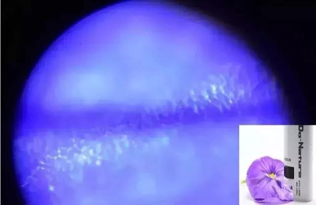 儿童显微镜下的微观世界,便携式儿童显微镜萌趣多