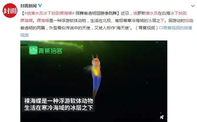 俄罗斯潜水发现水蝴蝶,俄罗斯潜水员发现海蝴蝶