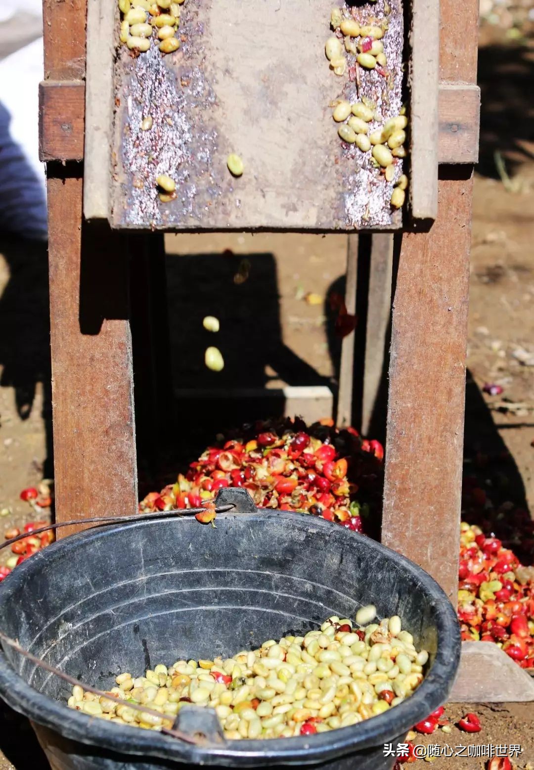 咖啡从采摘到制作过程视频,咖啡采摘加工过程