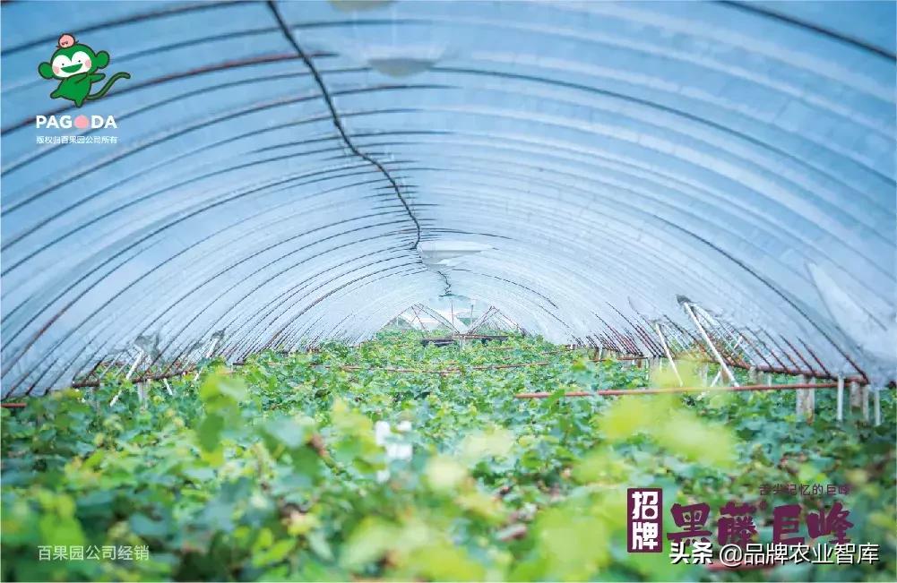 巨峰葡萄在中国的历史,巨峰葡萄谁引进