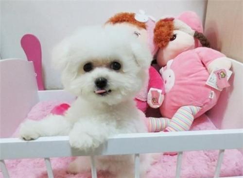 比熊消除泪痕,比熊吃什么牌子狗粮能消除泪痕