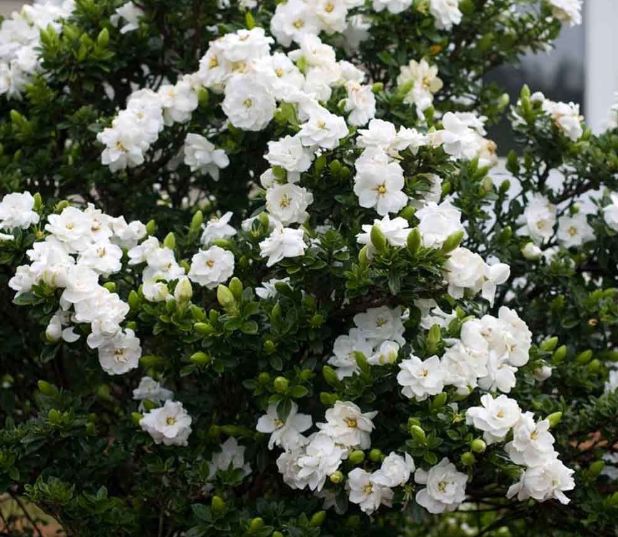 栀子花不开花叶子泛黄枯萎怎么办,小叶栀子花叶稍稍泛黄是什么原因