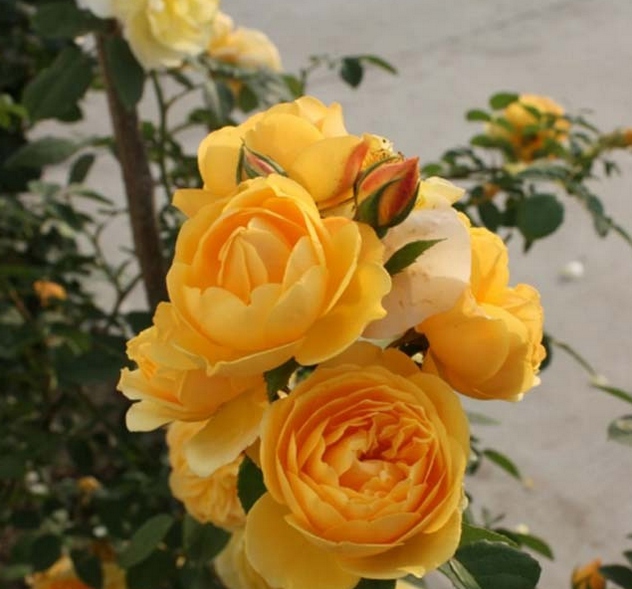 无刺四季开花藤本月季品种有哪些,耐热又耐寒的藤本月季有哪些品种