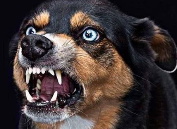 狗狗得了狂犬病征兆有哪些表现,狗狗出现哪些情况一定要打