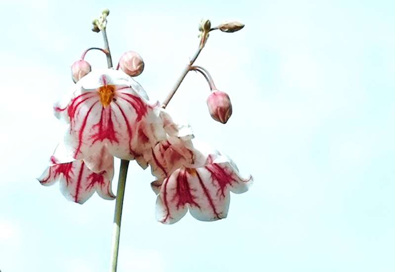 仙草罗布麻图片大全,仙草罗布麻