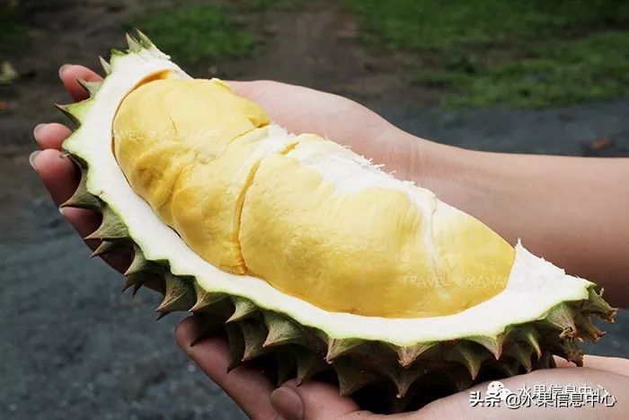 泰国最好的榴莲是什么榴莲,泰国榴莲与越南榴莲