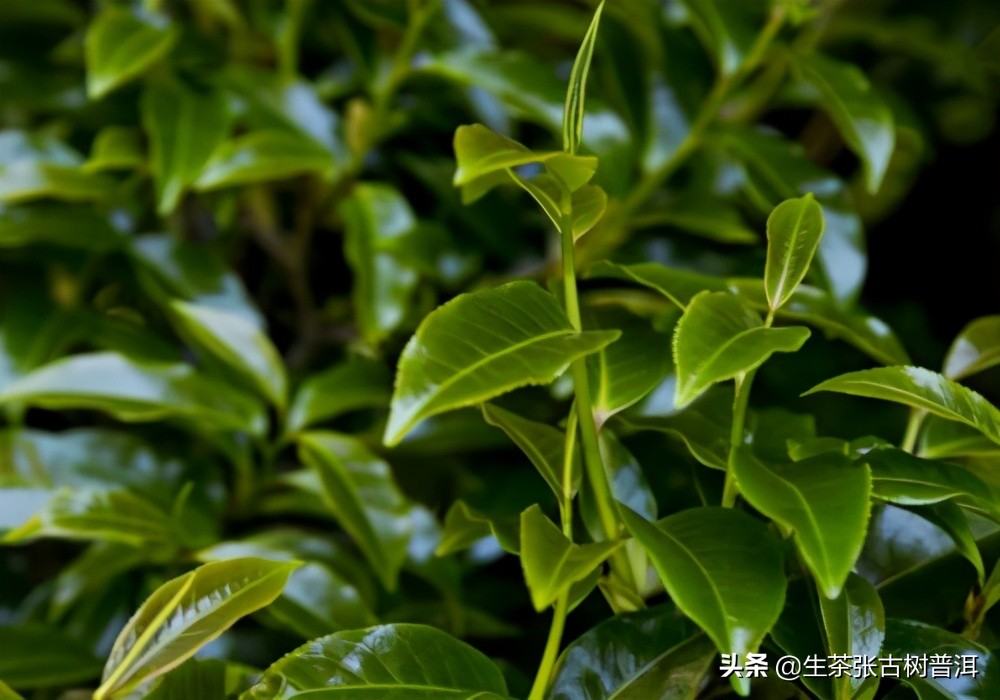 普洱茶发霉了怎么治,普洱茶发霉了怎么处理