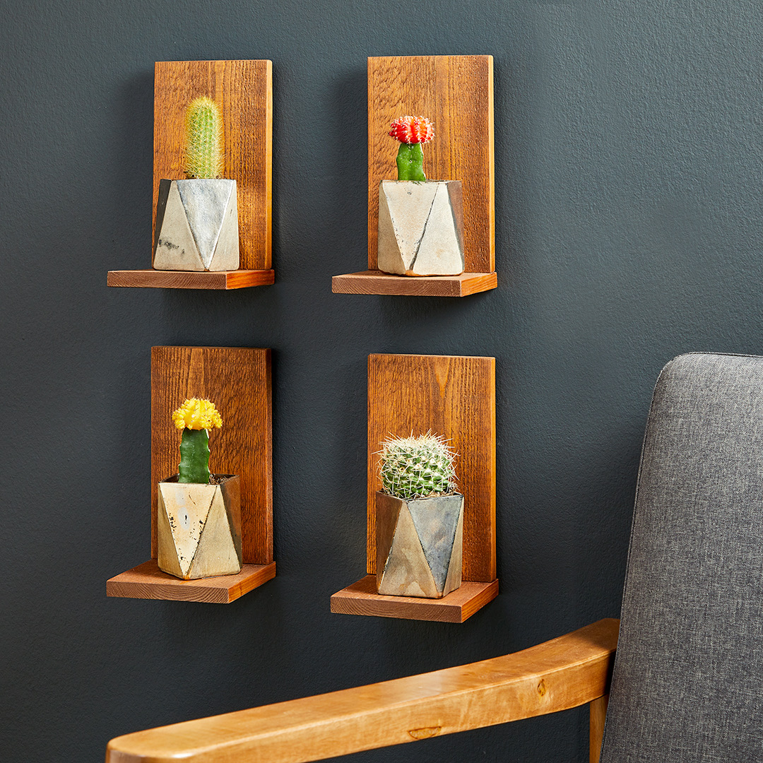 悬挂植物,好看独特的植物装饰