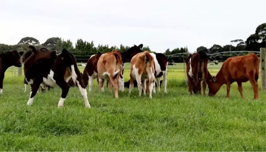 新西兰纯原装进口奶粉,中国优质婴幼儿奶粉