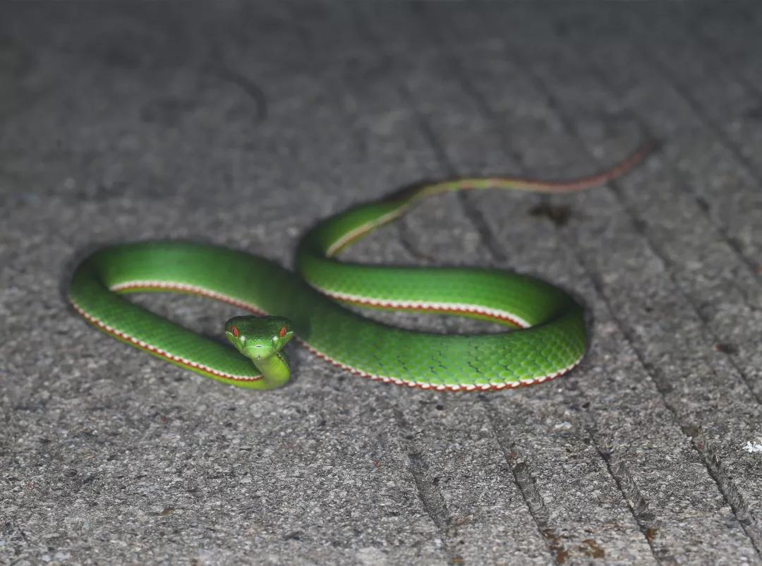 徒步云南虫谷,云南虫谷经典