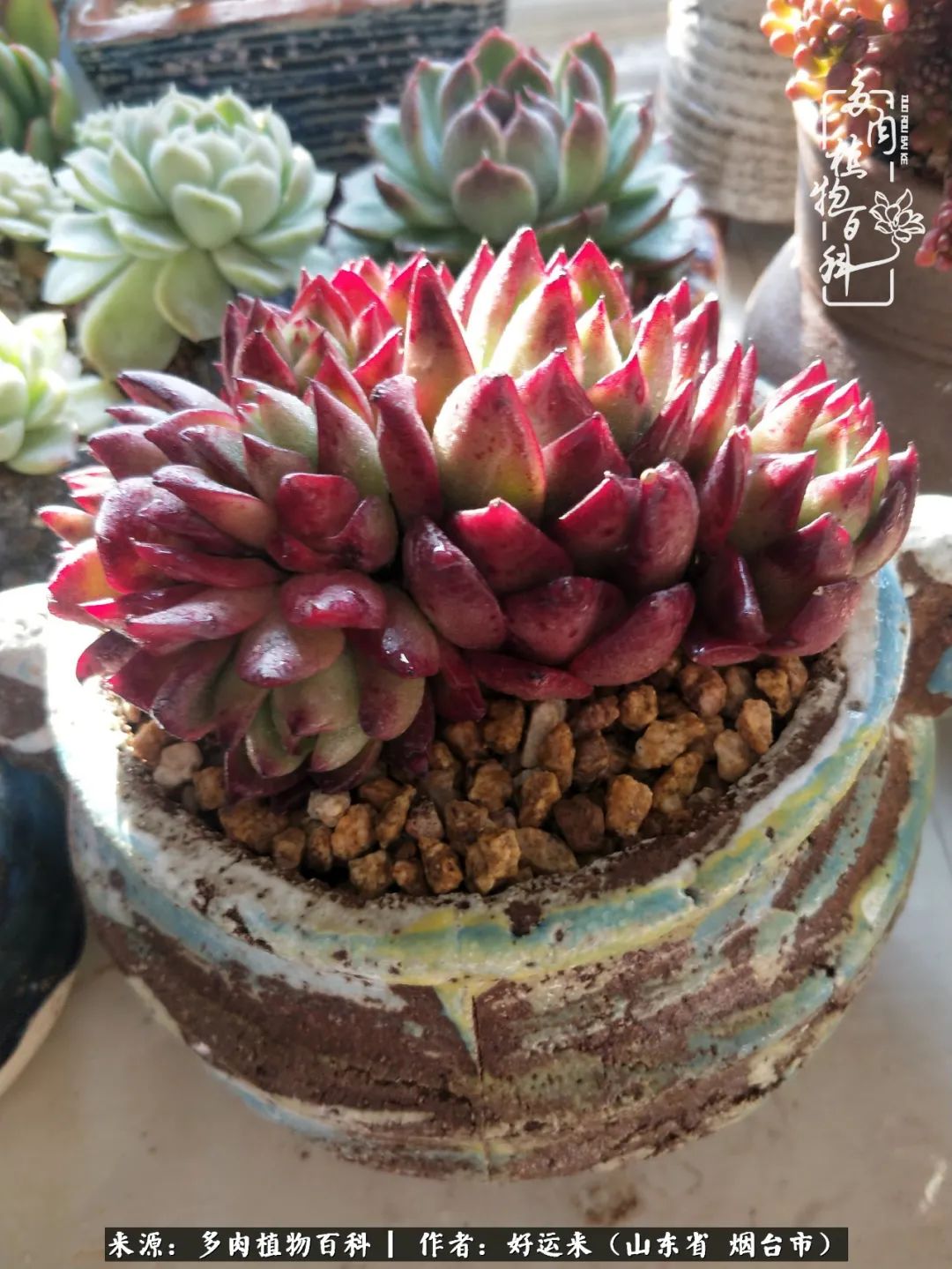 世上怎么会有这么可爱的生物,这世上怎么会有那么可爱的小可爱