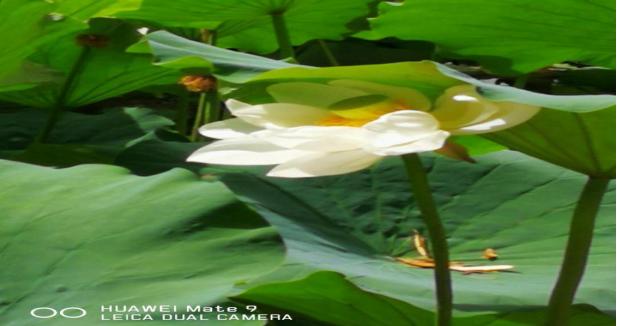 免疫药物不良反应如何处理好,滥用药物怎么恢复