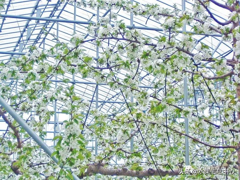 卖樱桃8块一斤十五块两斤的视频,一斤樱桃多少钱