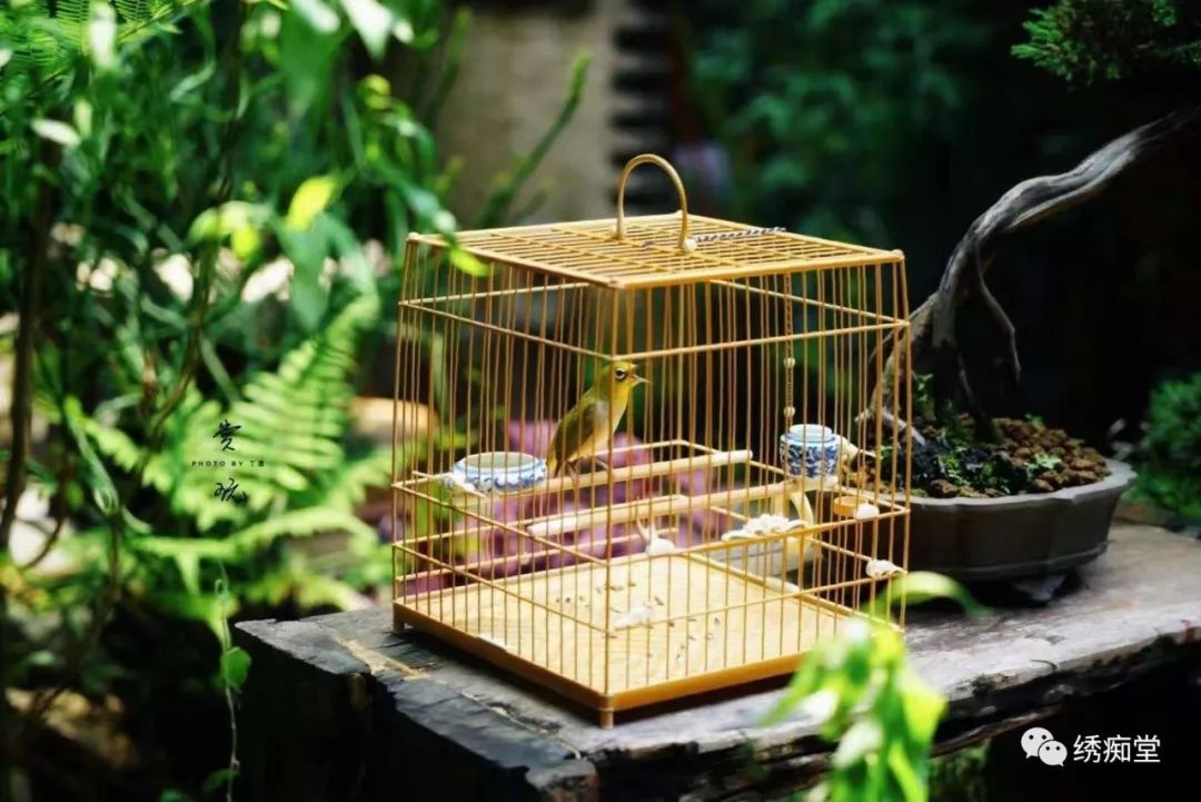 怎么分辨绣眼公母,绣眼一个月怎么判断公母