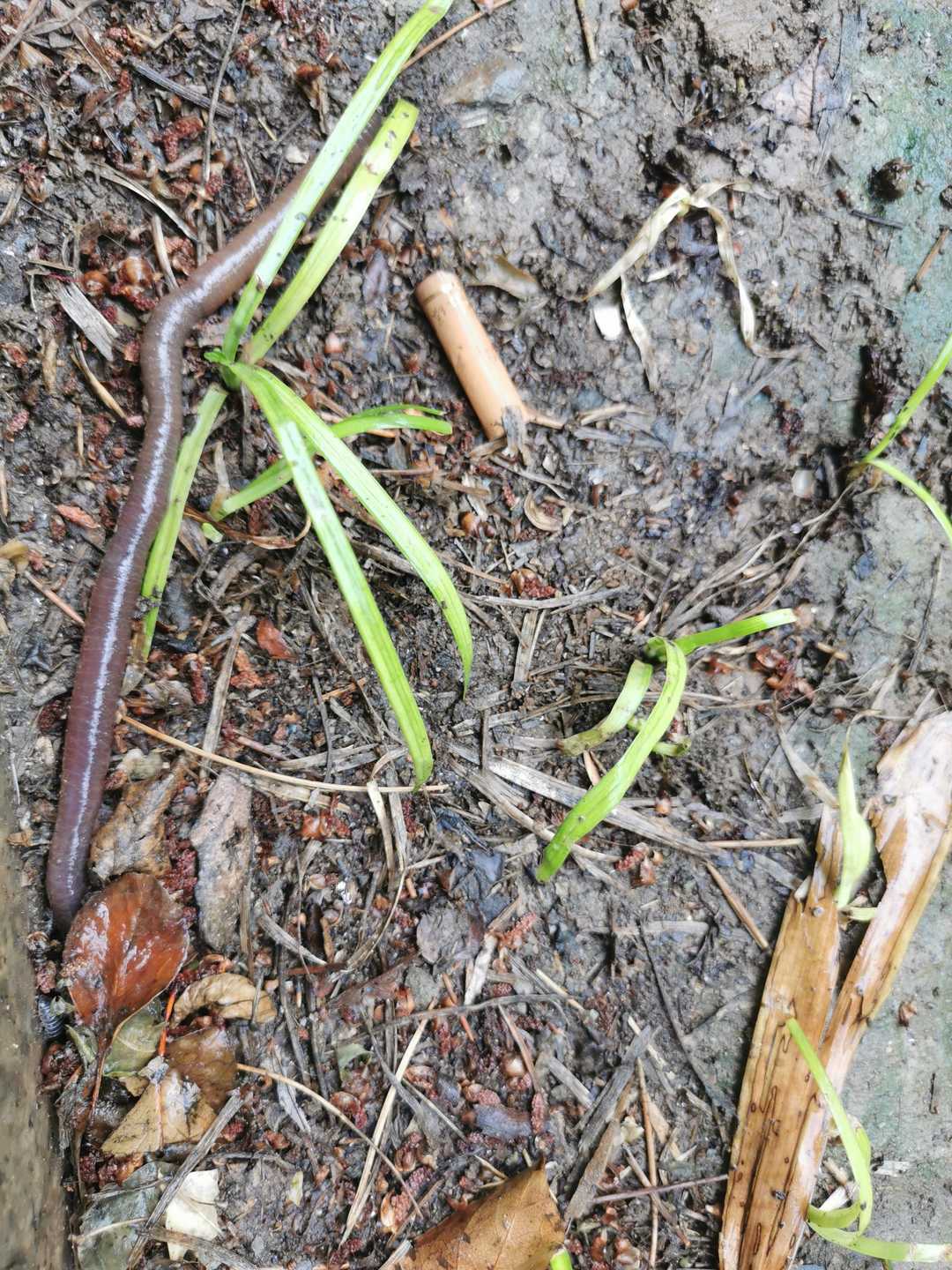 雨天地上的蚯蚓,晚上雨中蚯蚓是白色的