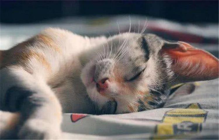 这个冬天猫咪该怎么过呀,冬天猫咪如何过冬