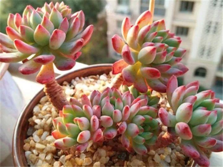 什么多肉夏天也可以继续生长,教你十大多肉养护技巧