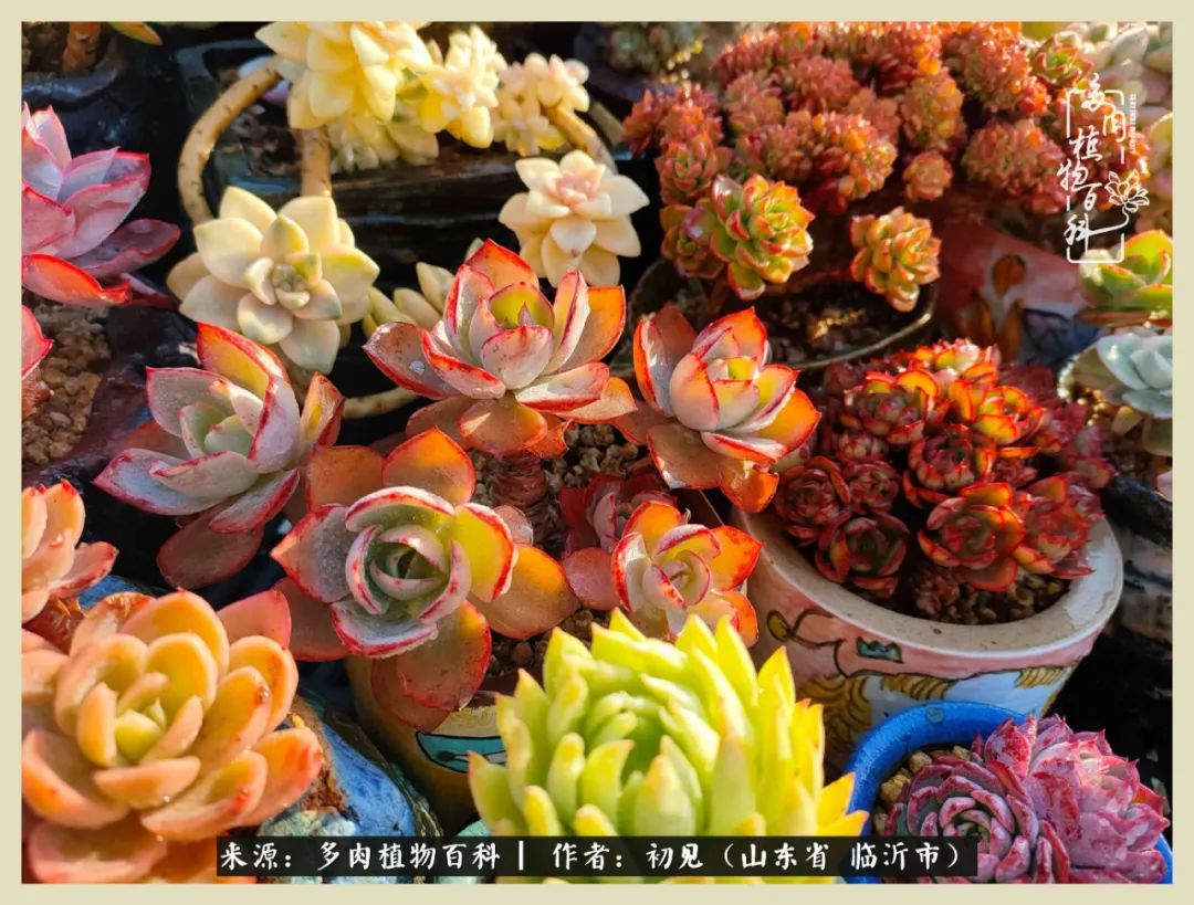 和多肉植物相伴,和多肉相处的心情