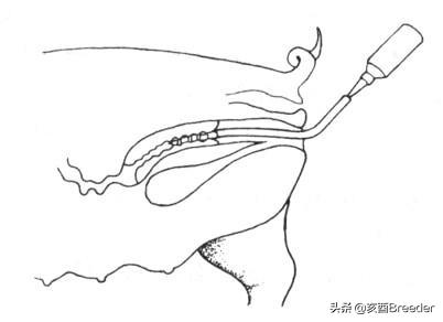 母猪深部输精怎么操作，来看看母猪深部输精具体的操作步骤