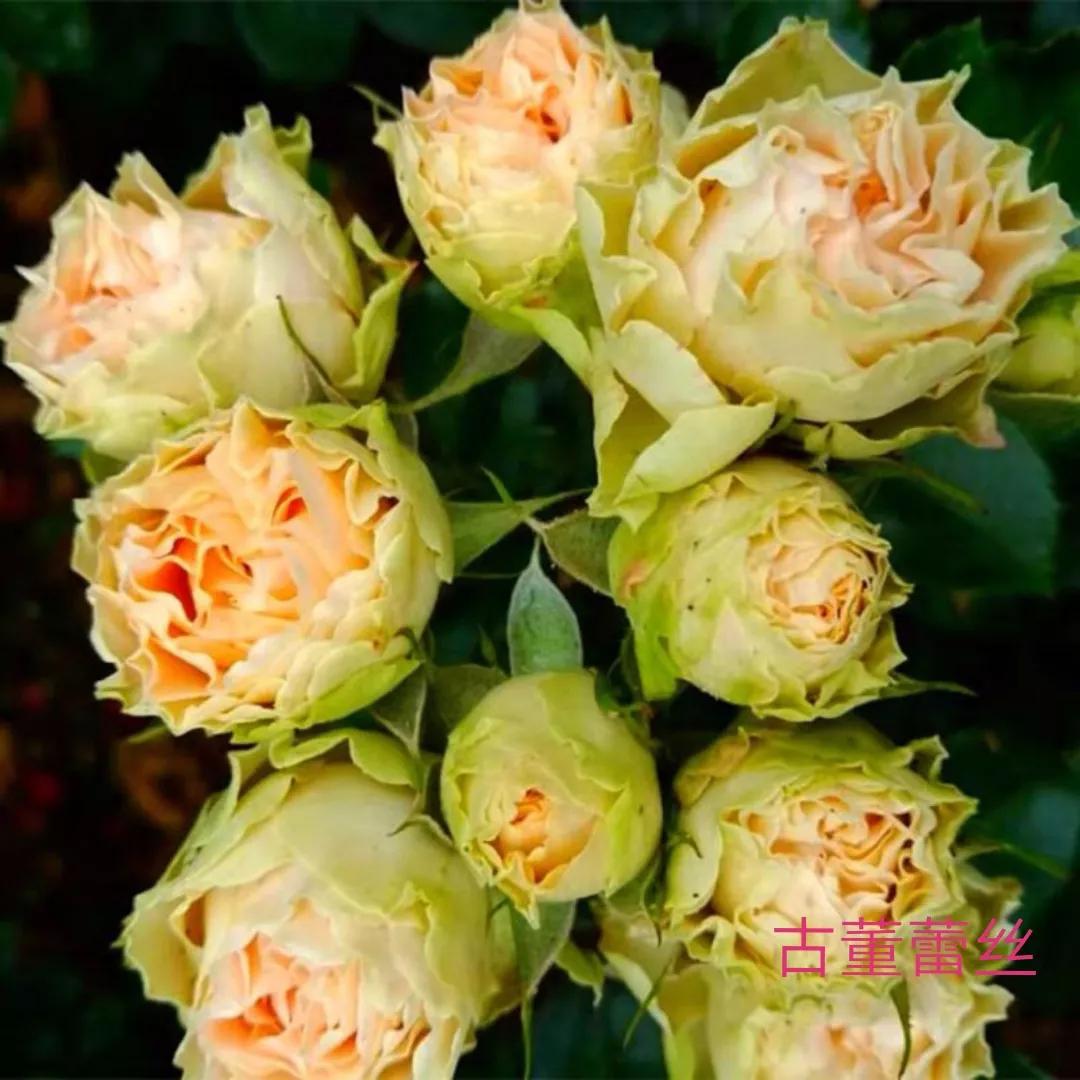 适合做切花的月季品种,十大公认最好切花月季