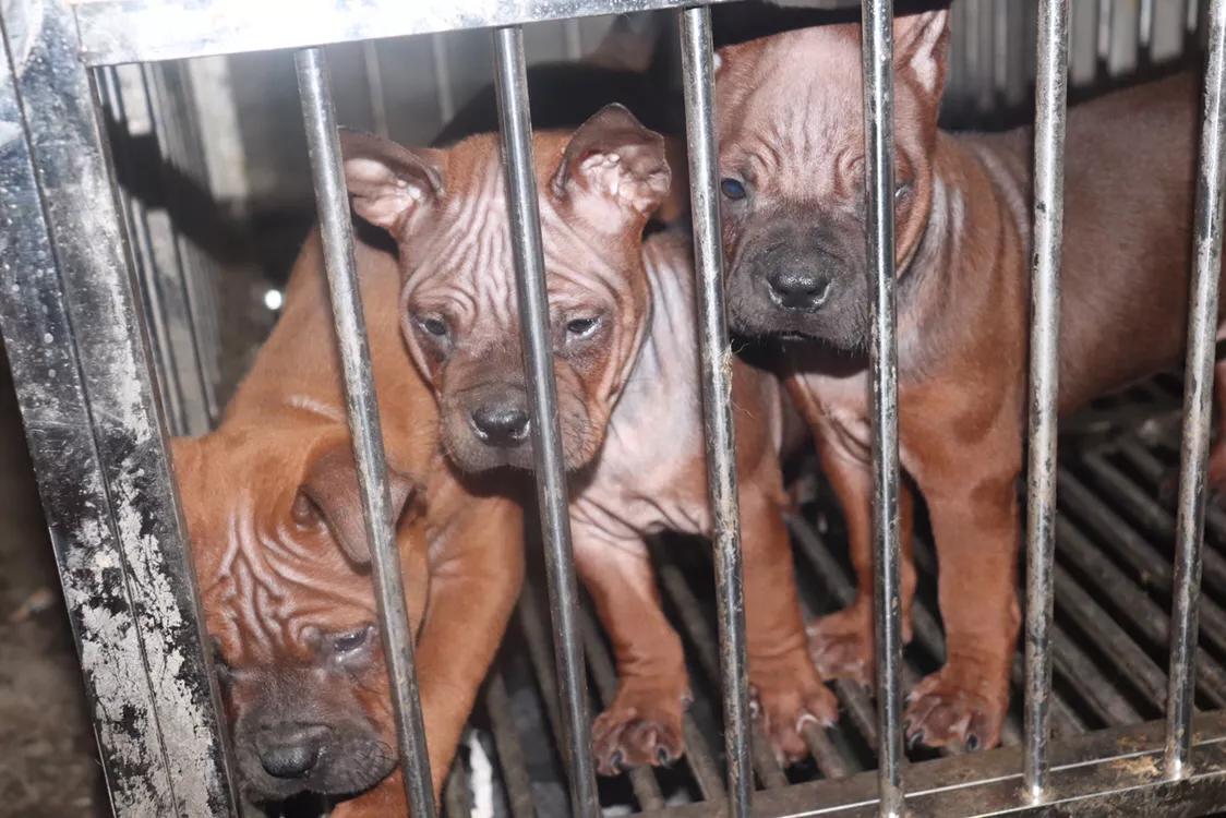 重庆九龙坡川东猎犬基地,川东重庆犬