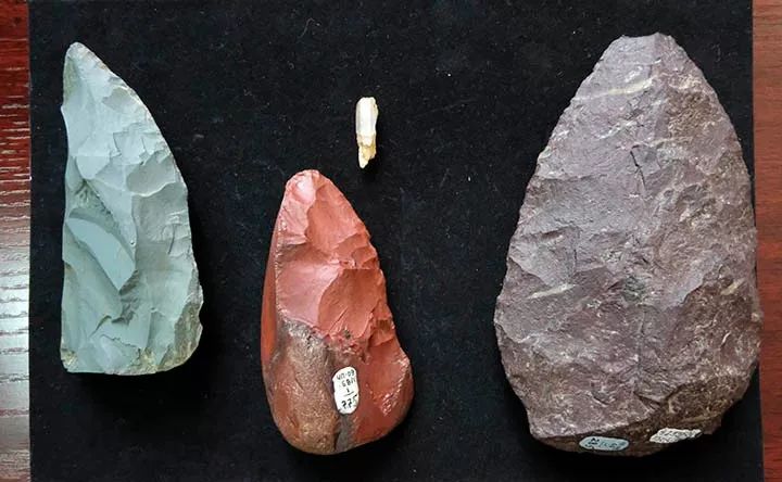 西伯利亚挖掘猛犸象化石,西伯利亚挖出猛犸象遗骸