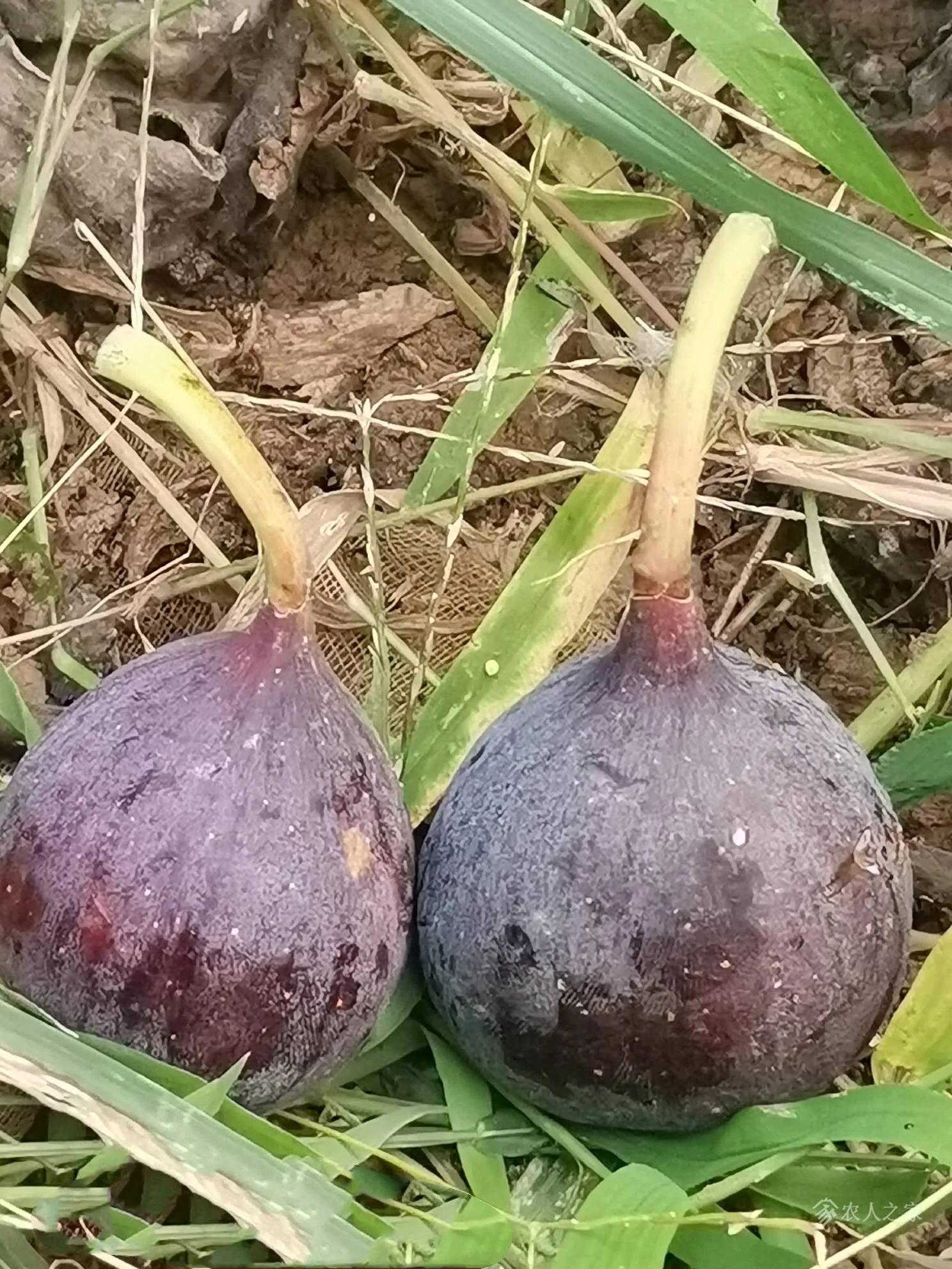 水果无花果品种大全,无花果市场畅销品种