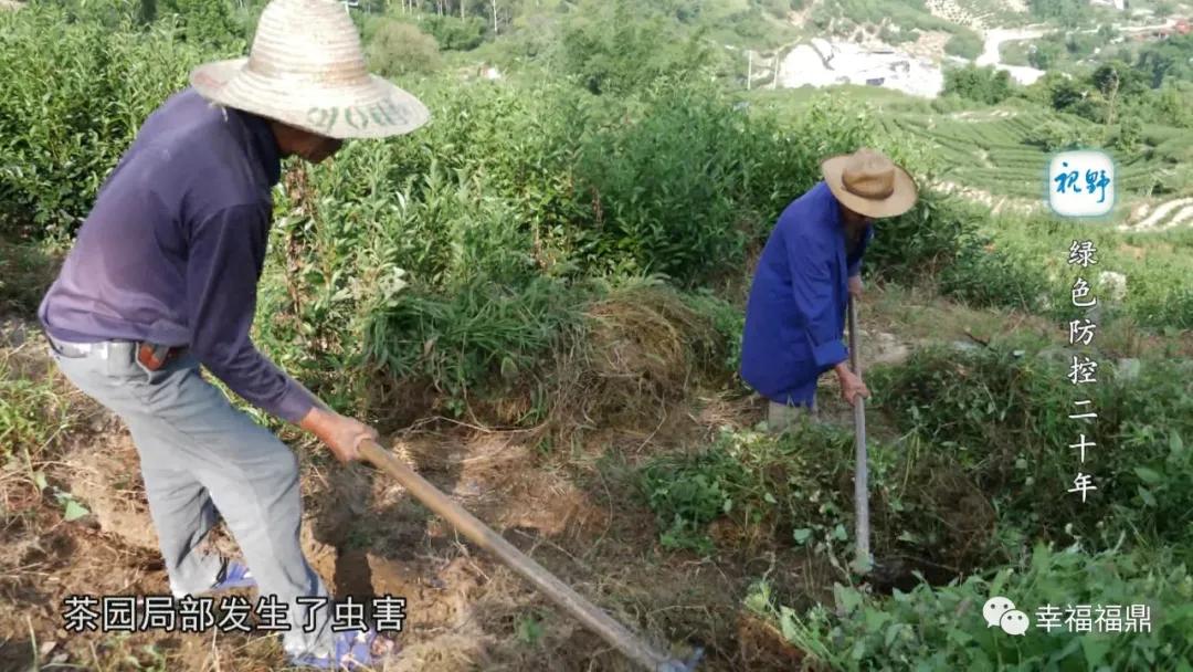 绿色茶园除草剂,无除草剂的茶园