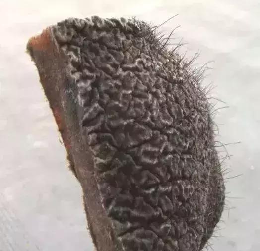 放过大象吧!别再用大象皮车珠子了!