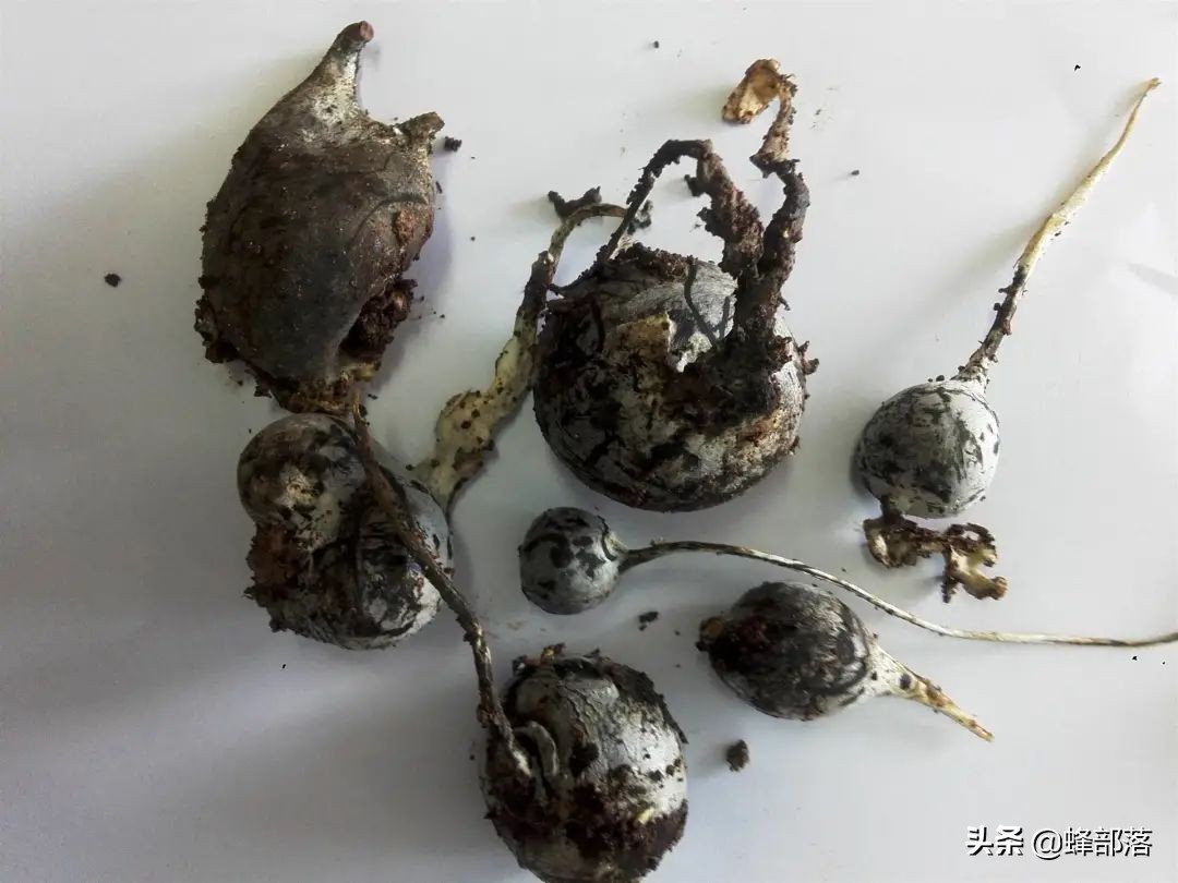 土人参多少钱一苗,土人参1千克得多少钱